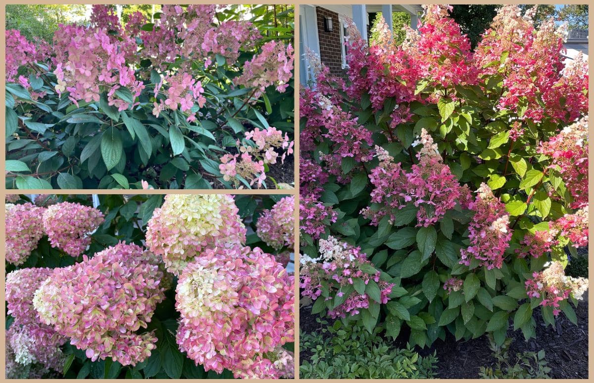 Hydrangeas de mon jardin. Inspiration pour mes cartes de voeux.